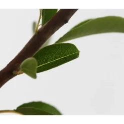 Sommerbirne 'Williams Christ' 11 Sommerbirne 'Williams Christ' -Angebote Biohort Store 7780539 WE DE 001 BirneWilliamChristBuschPyrus