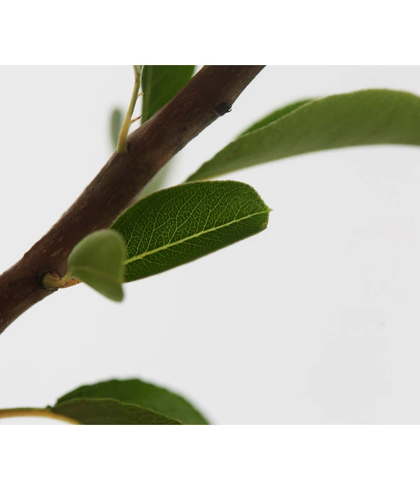 Sommerbirne 'Williams Christ' 7 Sommerbirne 'Williams Christ' – Bild 5