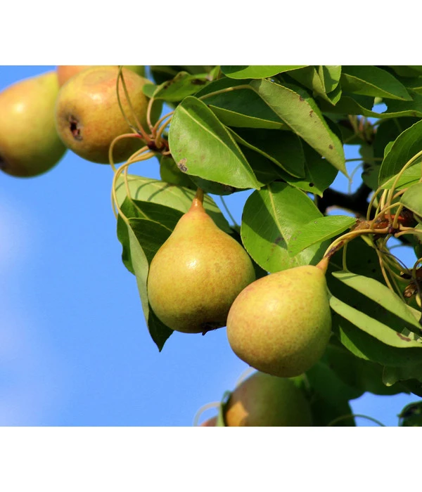 Sommerbirne 'Williams Christ' 3 Sommerbirne 'Williams Christ'