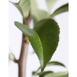 Birnen-Duo 'Williams Christ/Conference' -Angebote Biohort Store 7780646 PR DE 001 BirneGuteLuiseWilliamChristDuo95LiterDehnerExpressZS