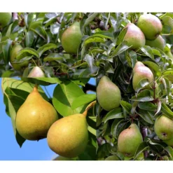 Birnen-Duo 'Williams Christ/Conference'