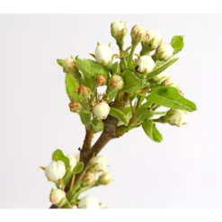 Birnen-Duo 'Williams Christ/Conference' -Angebote Biohort Store 7780646 WE DE 001 BirneBirnenDuoWCGLDehnerExpressHerzig