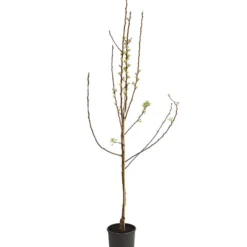 Birnen-Duo 'Williams Christ/Conference' -Angebote Biohort Store 7780646 WE FS 001 BirneBirnenDuoWCGLDehnerExpressHerzig