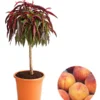 Zwergpfirsich, Rotlaubig -Angebote Biohort Store 7791601 WE FS 002 Zwergpfirsichrotlaubig