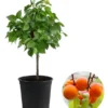 Zwergaprikose 'Orange Beauty' -Angebote Biohort Store 7791619 WE FS 001 ZwergaprikoseOrangeBeauty