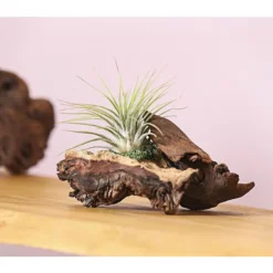 Mopani-Wurzel, 3er-Set -Angebote Biohort Store 7977606 WE MO 001 TIllandsienAufMopaniwurzelS1PflanzeDehnerExpressHerzig