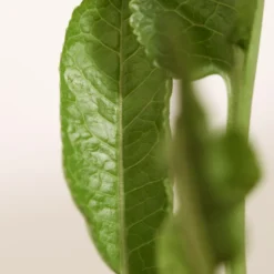 Meerrettich -Angebote Biohort Store 8001000 WE DE 003 Meerrettich DehnerExpressZS