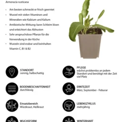 Meerrettich -Angebote Biohort Store 8001000 WE IG 001 Meerrettich