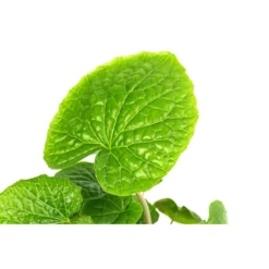 Wasabi -Angebote Biohort Store 8001513 WE DE 001 WasabiT9