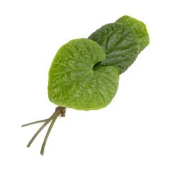 Wasabi -Angebote Biohort Store 8001513 WE FS 002 WasabiKraeuterbund