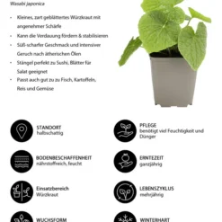 Wasabi -Angebote Biohort Store 8001513 WE IG 001 Wasabi