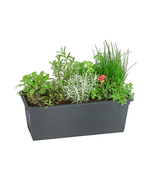 Kräuterkisterl 3 Kräuterkisterl