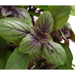 Dehner Gourmet Garten Strauchbasilikum 'Magic Blue' -Angebote Biohort Store 8001869 WE DE 001 GourmetGartenBasilikumMagicBlue