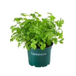 Bioland Liebstöckel