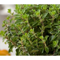 Bio Oregano -Angebote Biohort Store 8002081 WE DE 001 BioOreganoBioOreganum