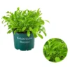Bioland Rucola -Angebote Biohort Store 8002222 WE FS 001 BioRucola