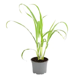 Dehner Gourmet Garten Zitronengras