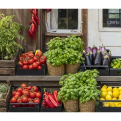 Tomate 'Previa' -Angebote Biohort Store 8002578 WE MO 001 BellaItaliaTomatePaprikaBasilikum2021GC04 1