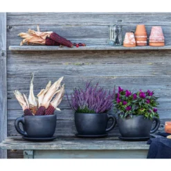 Federbusch 'Venezuela' 10 Federbusch 'Venezuela' -Angebote Biohort Store 8122210 WE MO 001 Ziermais 1