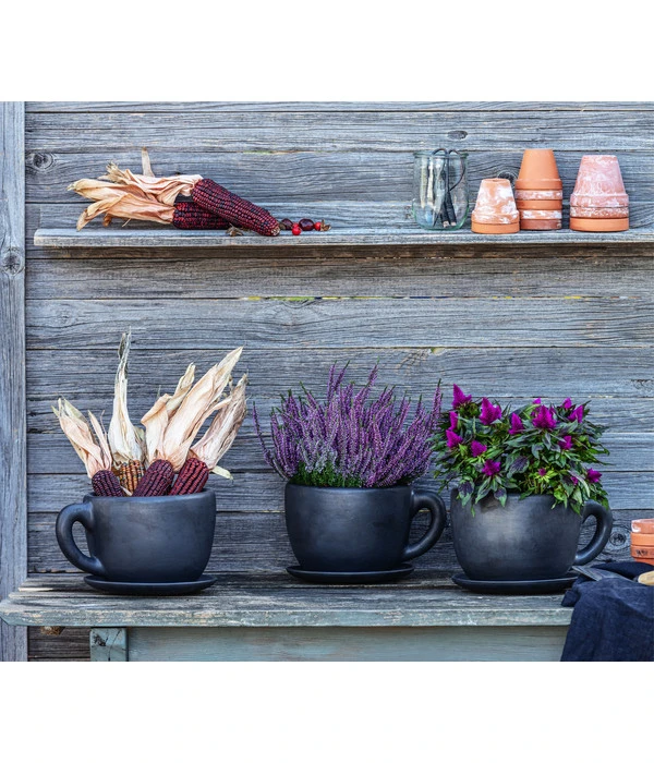 Federbusch 'Venezuela' 4 Federbusch 'Venezuela' – Bild 2