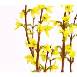 Forsythien-Bund, Ca. 80-100 Cm 9 Forsythien-Bund, Ca. 80-100 Cm -Angebote Biohort Store 8148959 WE DE 001 ForsythieBundDehnerExpressHerzig