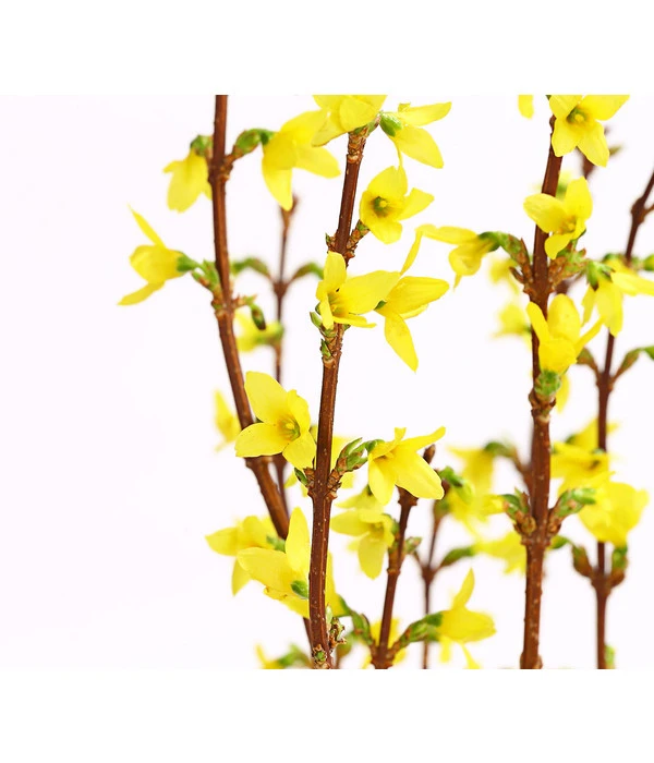Forsythien-Bund, Ca. 80-100 Cm 6 Forsythien-Bund, Ca. 80-100 Cm – Bild 4