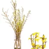 Forsythien-Bund, Ca. 80-100 Cm -Angebote Biohort Store 8148959 WE FS 001 ForsythieBund