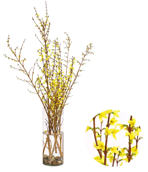 Forsythien-Bund, Ca. 80-100 Cm 3 Forsythien-Bund, Ca. 80-100 Cm