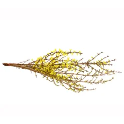 Forsythien-Bund, Ca. 80-100 Cm 8 Forsythien-Bund, Ca. 80-100 Cm -Angebote Biohort Store 8148959 WE FS 001 ForsythieBundDehnerExpressHerzig