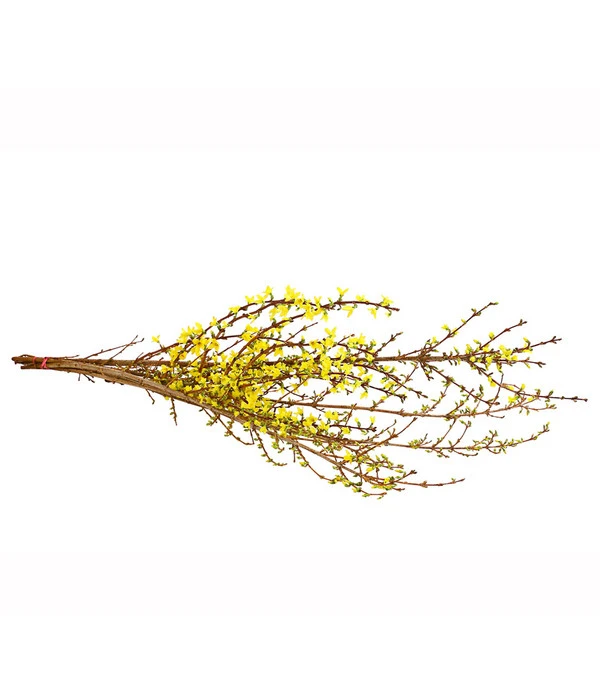 Forsythien-Bund, Ca. 80-100 Cm 5 Forsythien-Bund, Ca. 80-100 Cm – Bild 3