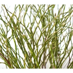 Heidelbeere-Bund, Ca. 40-50 Cm -Angebote Biohort Store 8148991 BildD 001 HeidelbeereBundHeidelbeereHandbund