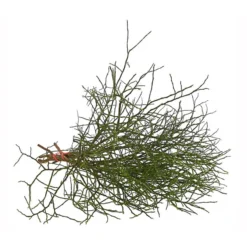 Heidelbeere-Bund, Ca. 40-50 Cm -Angebote Biohort Store 8148991 WE FS 002 HeidelbeereBundDehnerExpressHerzig