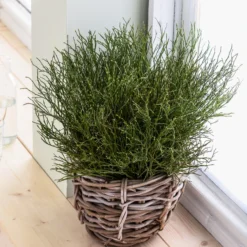 Heidelbeere-Bund, Ca. 40-50 Cm -Angebote Biohort Store 8148991 WE MO 001 HeidelbeereHandbund