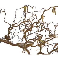 Bio Korkenzieherhasel 9 Bio Korkenzieherhasel -Angebote Biohort Store 8149072 WE DE 001 KorkenzieherhaselBio80 100cmDehnerExpressHerzig