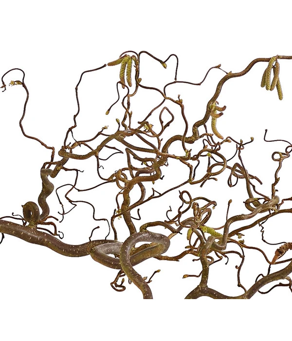 Bio Korkenzieherhasel 6 Bio Korkenzieherhasel – Bild 4