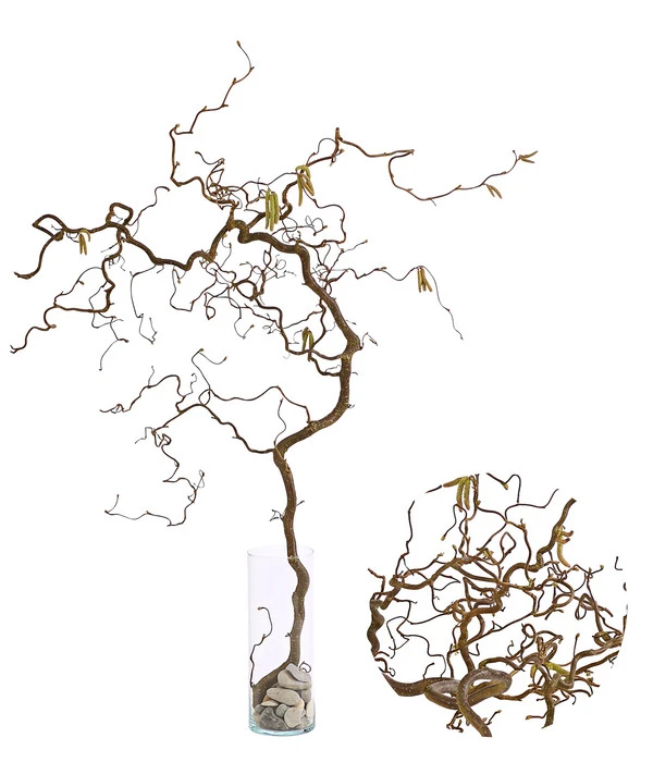 Bio Korkenzieherhasel 3 Bio Korkenzieherhasel