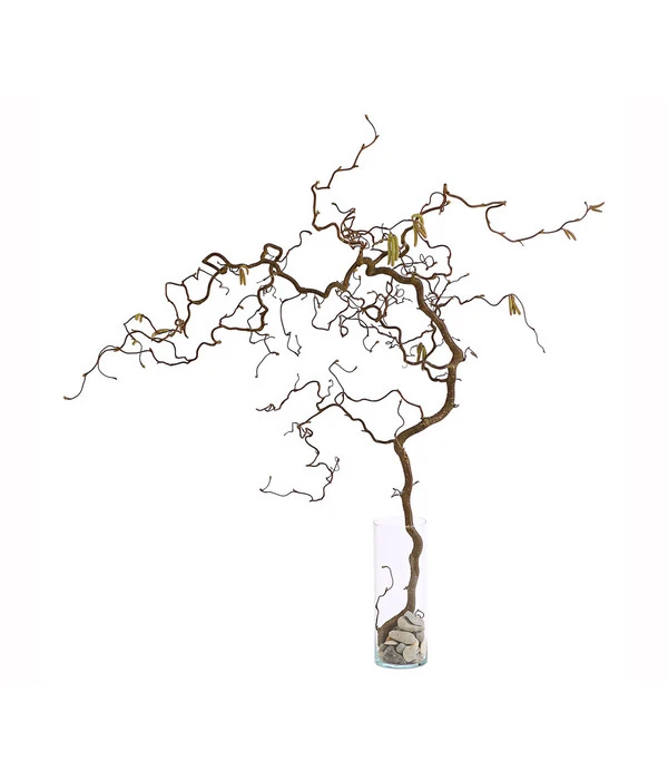 Bio Korkenzieherhasel 5 Bio Korkenzieherhasel – Bild 3