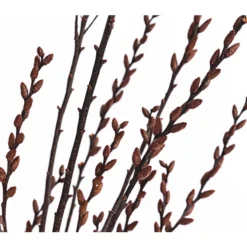 Sumpfkätzchen-Bund, Ca. 80-100 Cm -Angebote Biohort Store 8149254 PR DE 001 SumpfkaetzchenBundNaturDehnerExpressHerzig