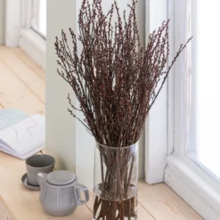 Sumpfkätzchen-Bund, Ca. 80-100 Cm -Angebote Biohort Store 8149254 WE MO 001 SumpfkaetzchenHandbund