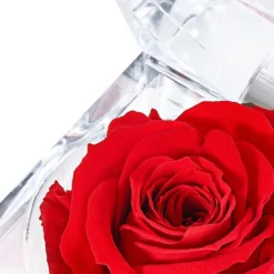 Longlife-Rose In Juwelenbox, Ca. Ø3,5 Cm -Angebote Biohort Store 8167041 PR DE 001 LLRoseJuwelenboxrot