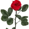 Longlife-Rose Mit Stiel, Rot 2 Longlife-Rose Mit Stiel, Rot -Angebote Biohort Store 8168072 PR FS 001 LonglifeRosemitStielDehnerExpressHerzig