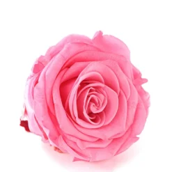 Longlife-Rose, Ca. Ø6 Cm -Angebote Biohort Store 8192502 WE DE 002 LonglifeRoseSPBabyPink