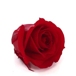 Longlife-Rose, Ca. Ø3 Cm -Angebote Biohort Store 8192635 WE DE 002 LonglifeRosePVibrantRed