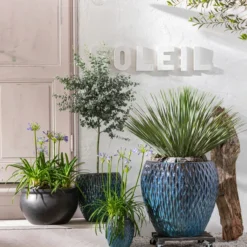 Blaublättrige Palmlilie 6 Blaublättrige Palmlilie -Angebote Biohort Store 8200735 WE MO 001 AgapanthusT17