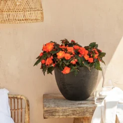 Hängebegonie, Verschiedene Sorten -Angebote Biohort Store 8208381 20220518 WE MO 001 BegonieOrange