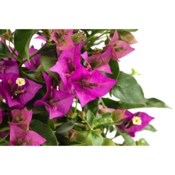 Drillingsblume, Pyramide/Spalier -Angebote Biohort Store 8209165 WE DE 001 DrillingsblumeT15