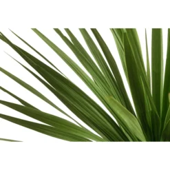 Keulenlilie - Dracaena Indivisa 7 Keulenlilie - Dracaena Indivisa -Angebote Biohort Store 8216277 WE DE 001 DracaenaIndivisaT20 Keulenlilie
