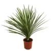 Keulenlilie - Dracaena Indivisa 2 Keulenlilie - Dracaena Indivisa -Angebote Biohort Store 8216277 WE FS 001 DracaenaIndivisaT20 Keulenlilie