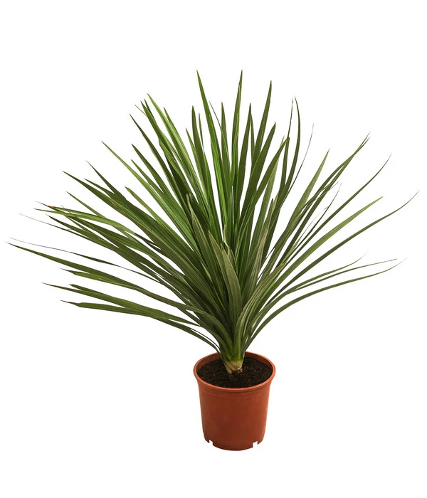 Keulenlilie - Dracaena Indivisa 3 Keulenlilie - Dracaena Indivisa