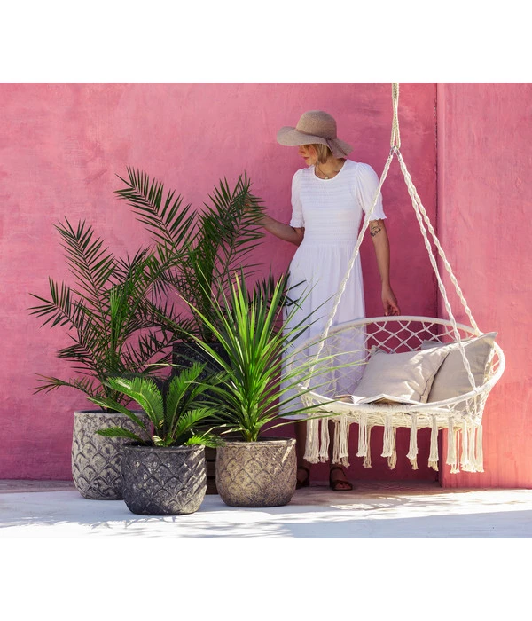 Keulenlilie - Dracaena Indivisa 4 Keulenlilie - Dracaena Indivisa – Bild 2